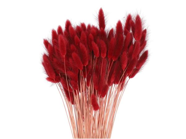 Lagurus ca. 100gr/Bd bordo L50cm