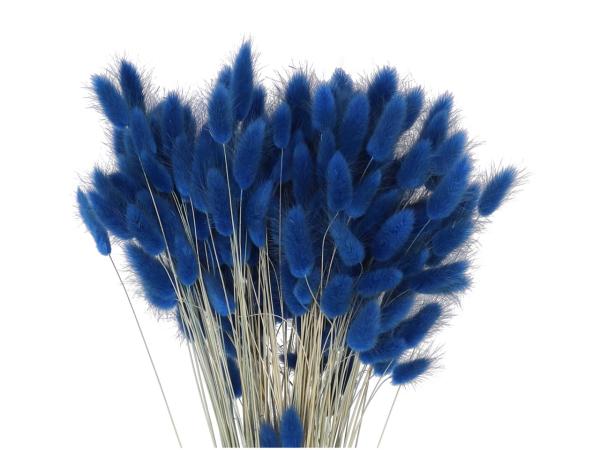 Lagurus ca. 100gr/Bd blau L50cm
