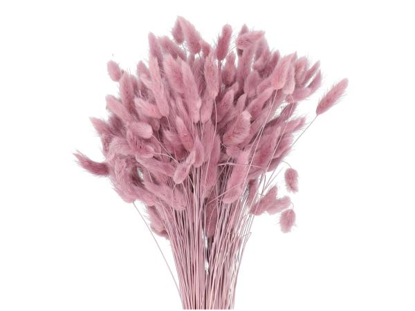 Lagurus ca. 100gr/Bd violett L50cm