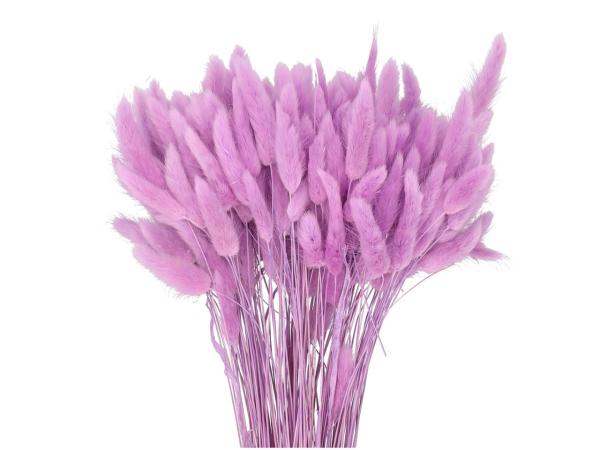 Lagurus ca. 100gr/Bd freesie L50cm
