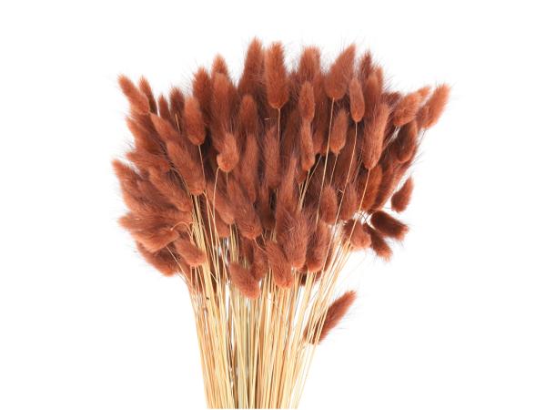 Lagurus ca. 100gr/Bd braun L50cm