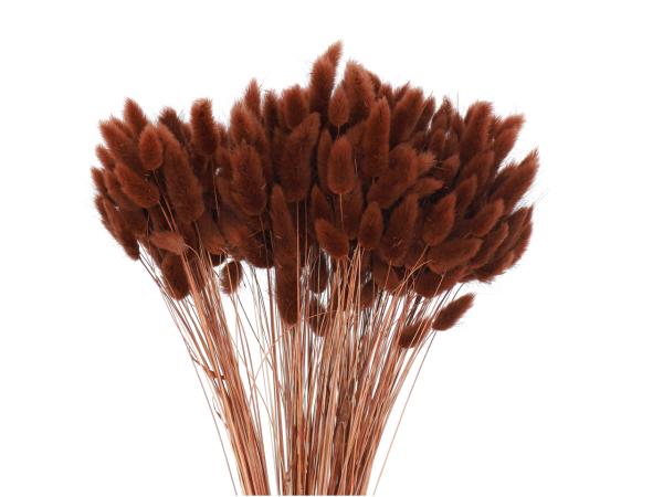 Lagurus ca. 100gr/Bd braun kastanie L50cm