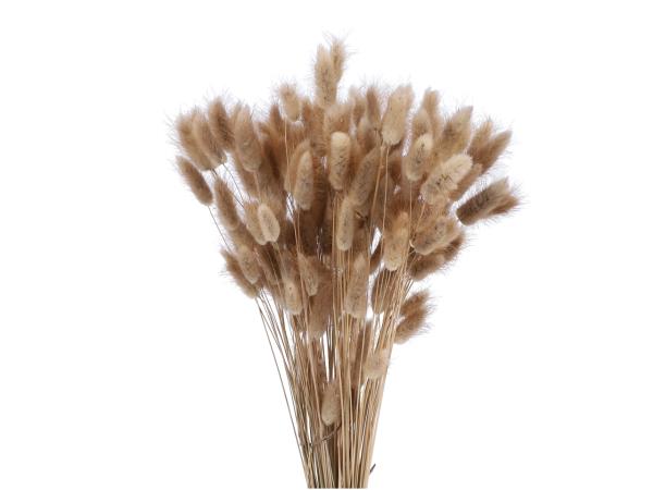 Lagurus ca. 100gr/Bd natur   L50cm