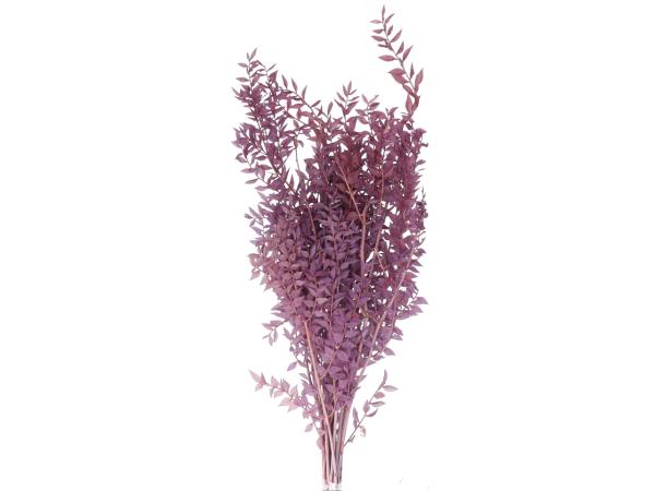 Ruskus präpariert ca. 250-300gr lavendel   L70cm