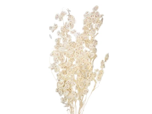 Lunaria Soft 100gr gebleicht   