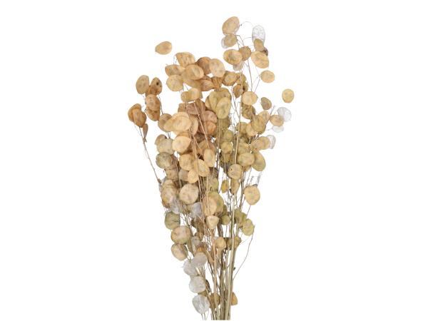 Lunaria Soft kurz ca.100gr natur (geschält) L60cm