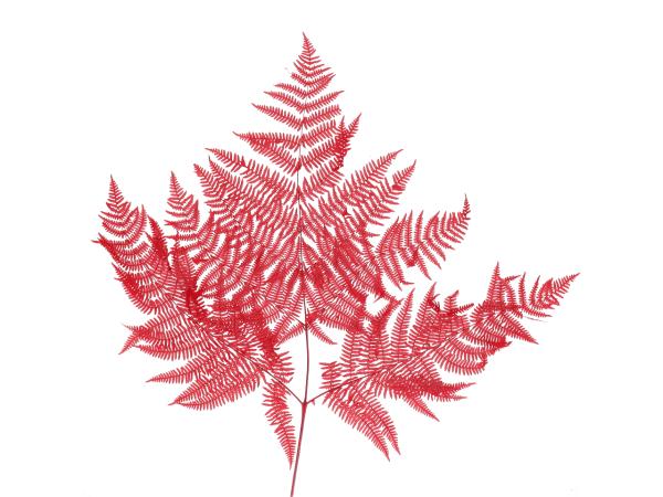 Bracken Farn präpariert 10St rot L60cm