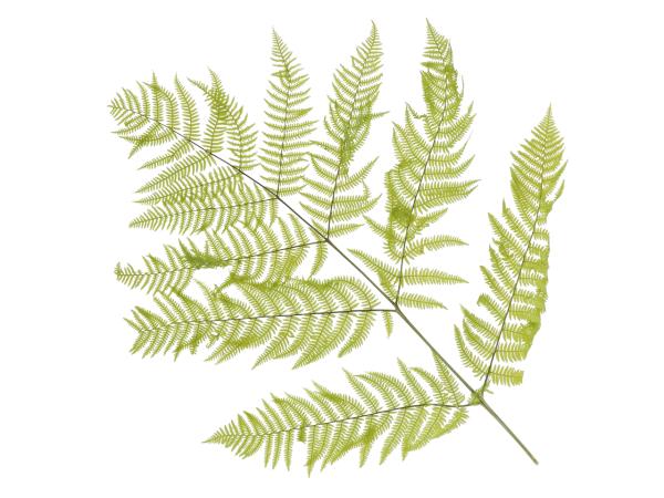 Bracken Farn präpariert 10St grün hell L60cm