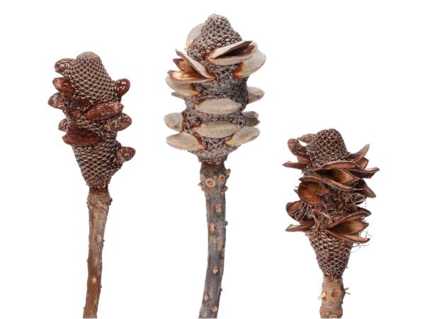 Banksia Menzii Cones natur  D5-7 L35cm