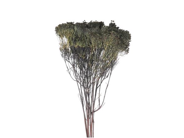 Verticordia Nitens Morrison 10St/Bd schwarz L50-60cm