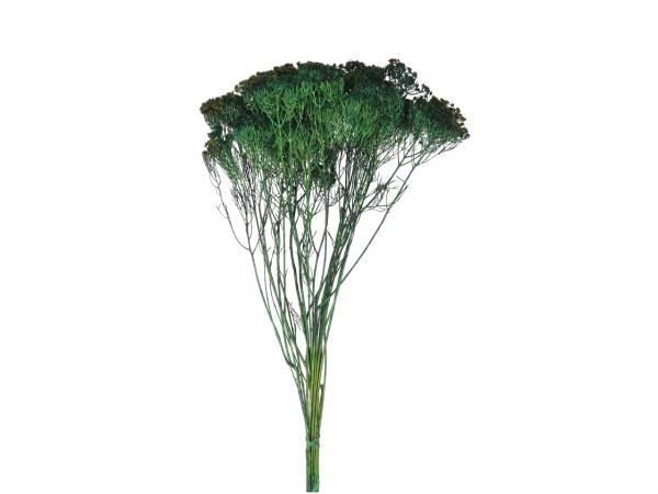 Verticordia Nitens Morrison 10St/Bd grün L50-60cm