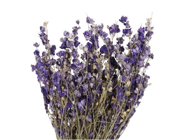 Rittersporn (Delphinium) 80gr/Bd naturblau   L55cm