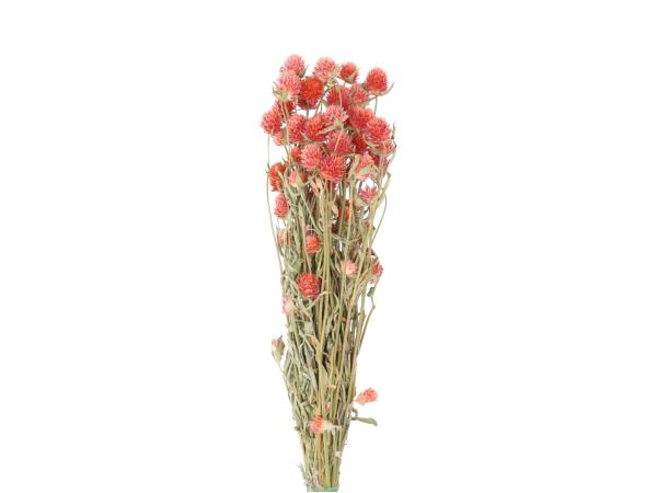 Gomphrena 90gr/Bd naturorange   L50cm