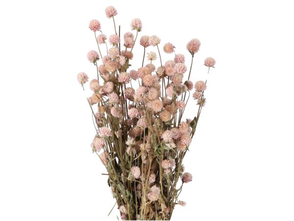 Gomphrena 90gr/Bd naturrosa   L50cm