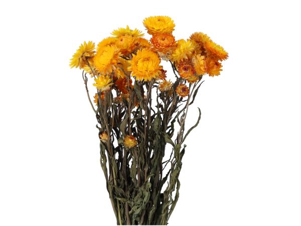 Helichrysum (Strohblume) naturgelb L50cm