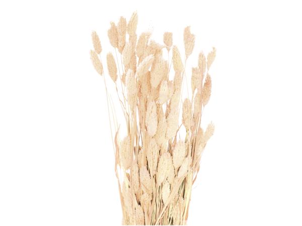 Phalaris ca. 80gr/Bd gebleicht  L50-70cm