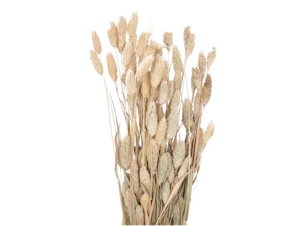 Phalaris ca. 80gr/Bd natur  L50-70cm