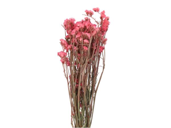 Statice Sinuata 5St/Bd (ca. 80gr) naturpink   L50-70cm