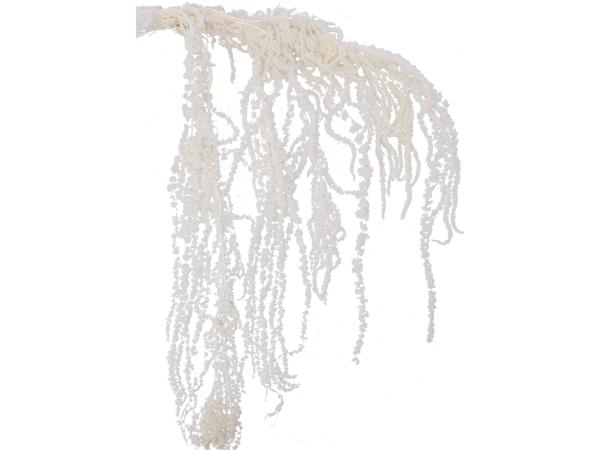 Amaranthus gebleicht ca. 150gr/Bd   L70cm