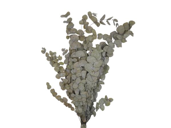 Eucalyptus Baby Blue präpariert 150gr/Bd   L50-70cm