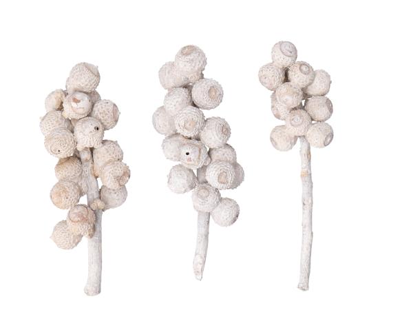 Acorn Bunch white washed   L10-15cm