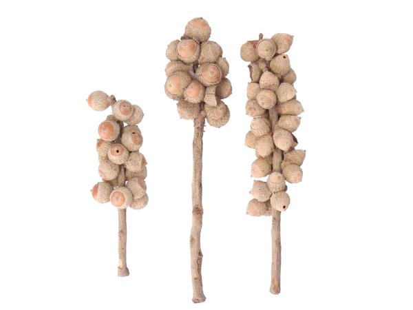 Acorn Bunch natur   L10-15cm