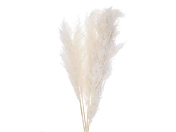 Pampas "Super" ca. 110cm, 5St/Btl weiss ca. L100-110cm