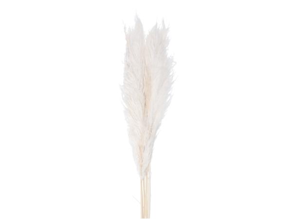 Pampas "Super" ca. 110cm, 5St/Btl gebleicht ca. L100-110cm