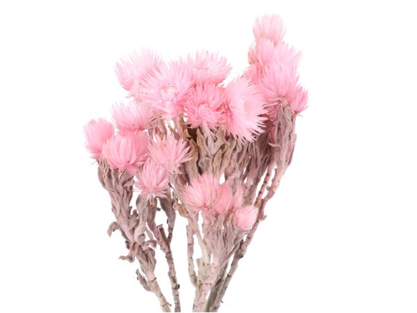 Capblumen 50gr rosa  L30-40cm