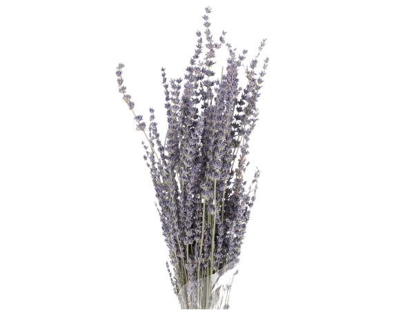 Lavendel naturblau  ca. L55cm