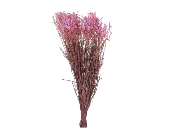 Smoke Bush Common stabilisiert mauve  L50-60cm