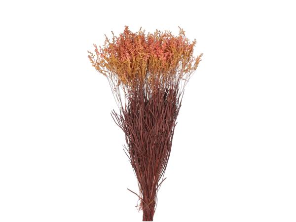 Smoke Bush Common stabilisiert rot  L50-60cm