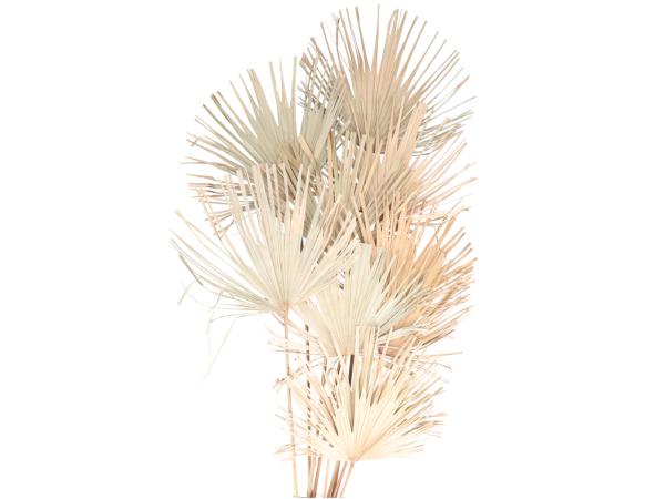 Palmwedel Palmetto 10St natur B40 L80-150cm