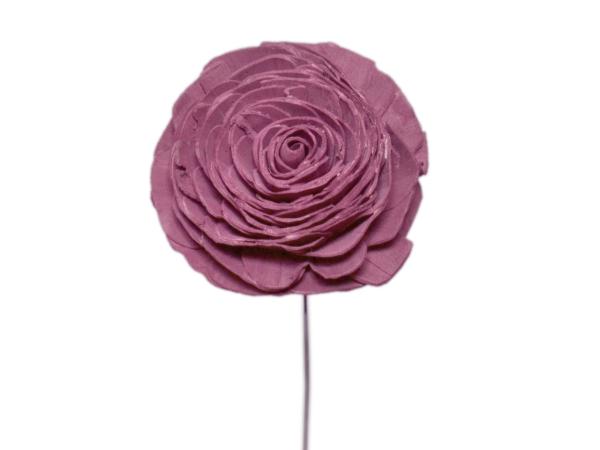 Rose Solablüte beauty 9cm brombeer D9cm
