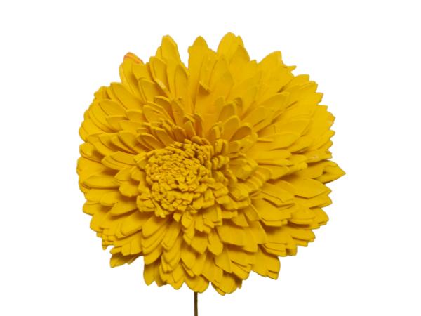 Chrysantheme Solablüte 12cm gelb 12cm