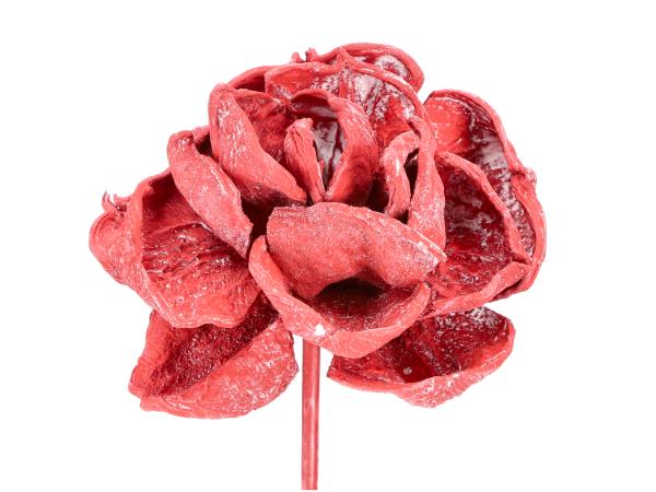 Montageblume Landlotos rot washed D8/10 Stab30cm