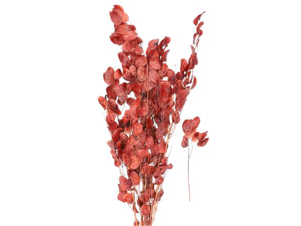 Lunaria ca. 100gr rost K90cm