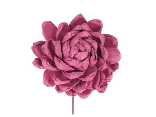 Paeonie Solablüte 9cm a Draht brombeer D9cm 