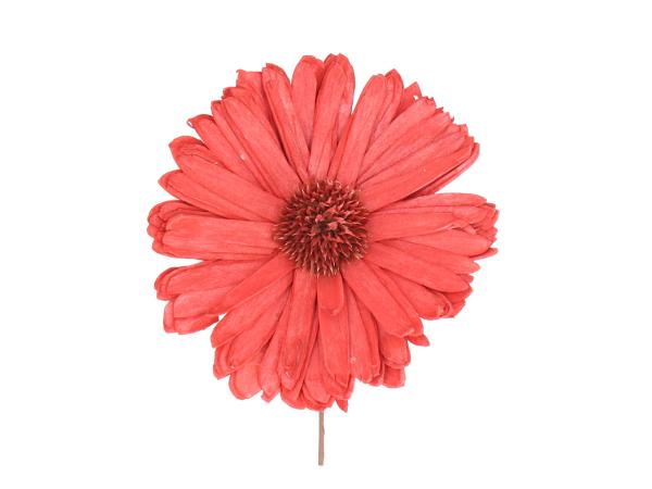 Gerbera Solablüte D12cm a Draht rot D12cm