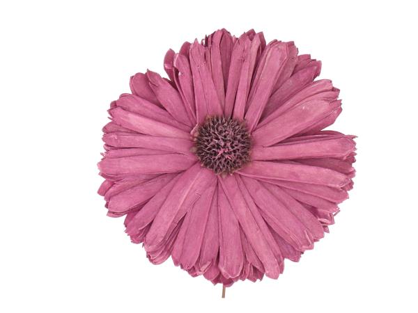 Gerbera Solablüte D12cm a Draht brombeer D12cm