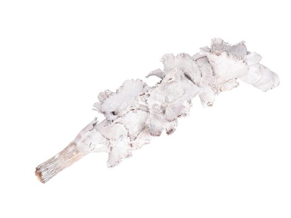 Palmblüte white washed H15-25 cm 