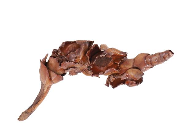 Palmblüte natur H15-25 cm 