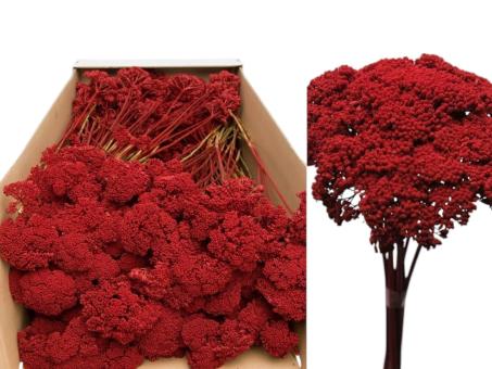 Achillea weinrot 1kg  D5-8 H2-3 L40cm