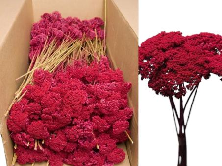 Achillea erika 1kg  D5-8 H2-3 L40cm