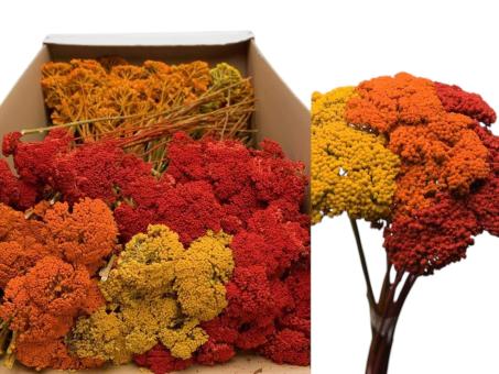 Achillea 3fb gelb/orange/rot sort. 1kg  D5-8 H2-3 L40cm