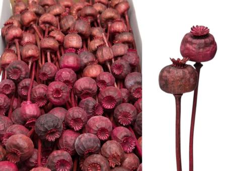 Mohn gefärbt entgiftet 100St. erika/altrosa sort D4-5L30-35cm