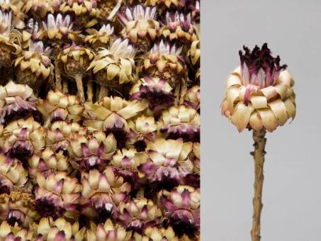 Protea Nerifolia Mini soft natur D7-8/H9-10/L30