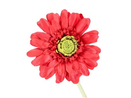 Gerbera EXCLUDO D10 natürlich (coated)   D10 L55cm