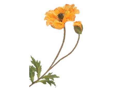 Mohn Papaver 2fach L67cm