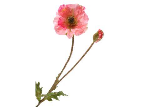 Mohn Papaver 2fach L67cm